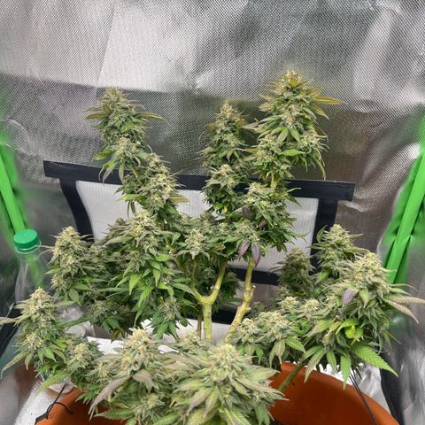 Sensi purple kush growlog timeline photo