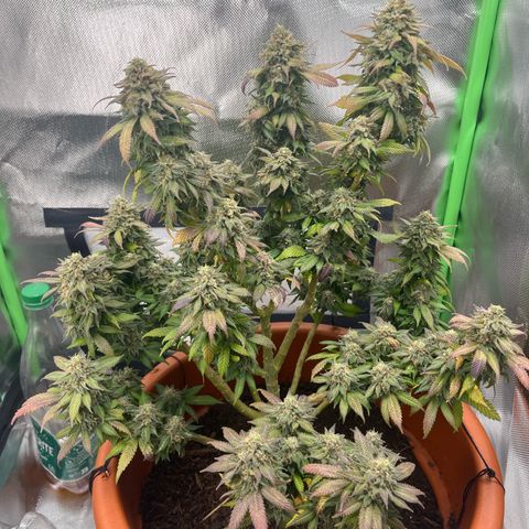 Sensi purple kush growlog timeline photo