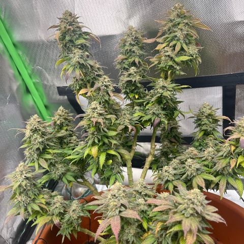 Sensi purple kush growlog timeline photo
