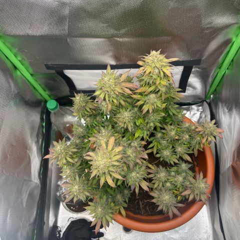 Sensi purple kush growlog timeline photo