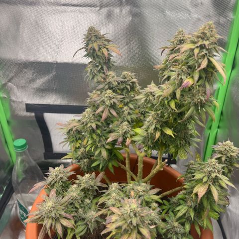 Sensi purple kush growlog timeline photo