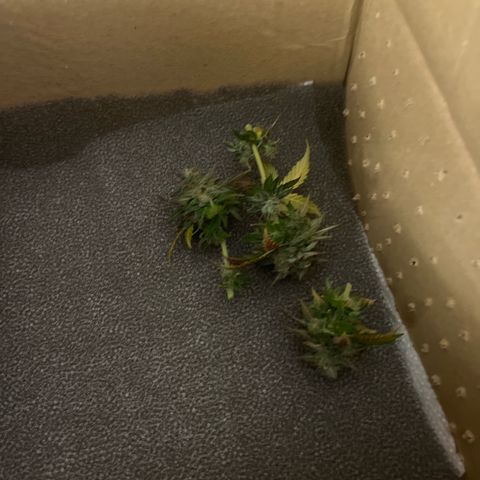 Sensi purple kush growlog photo: Bud Ready 70% White 30% brown