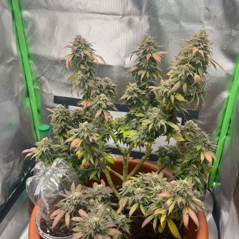 Sensi purple kush growlog timeline photo