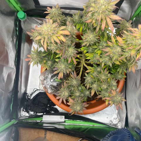 Sensi purple kush growlog timeline photo