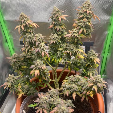 Sensi purple kush growlog photo: 2 days left for harvest 