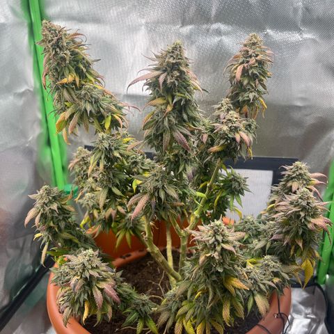 Sensi purple kush growlog timeline photo
