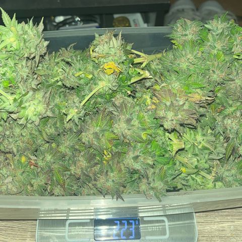 Sensi purple kush growlog photo: 223g  wet 