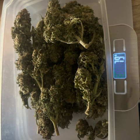 Sensi purple kush growlog photo: 4 days left 