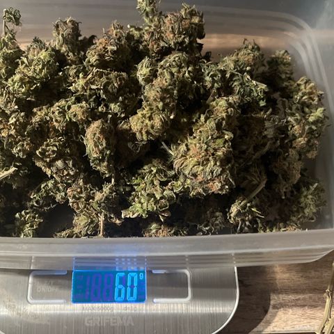 Sensi purple kush growlog photo: Final weight :60g now curing 