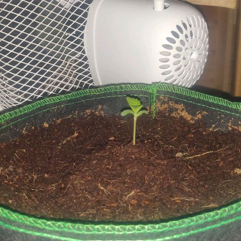rihno Ryder auto #2 growlog timeline photo