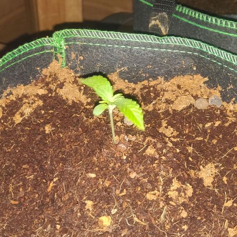 rihno Ryder auto #2 growlog timeline photo