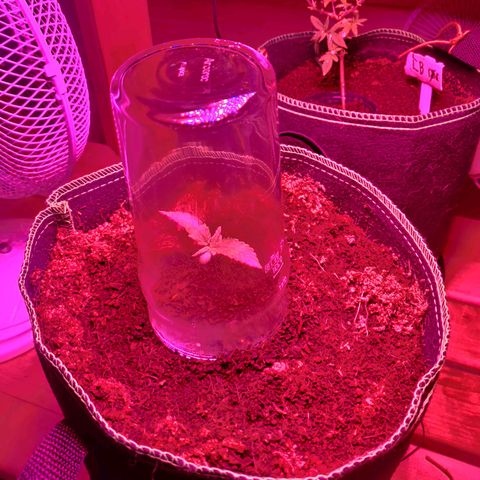rihno Ryder auto #2 growlog timeline photo