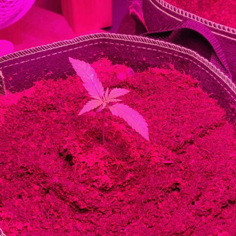rihno Ryder auto #2 growlog timeline photo