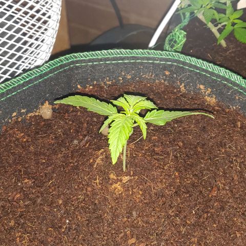 rihno Ryder auto #2 growlog timeline photo