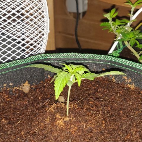 rihno Ryder auto #2 growlog timeline photo