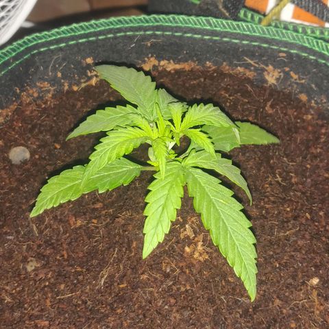 rihno Ryder auto #2 growlog timeline photo
