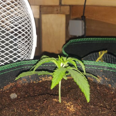 rihno Ryder auto #2 growlog timeline photo
