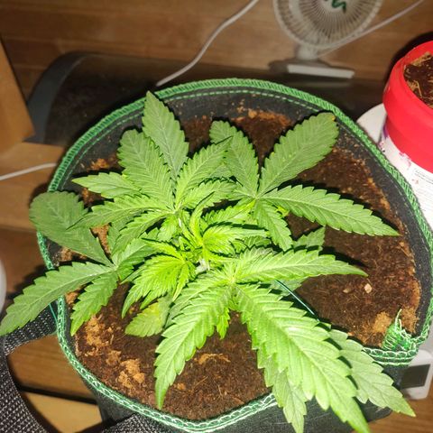 rihno Ryder auto #2 growlog timeline photo