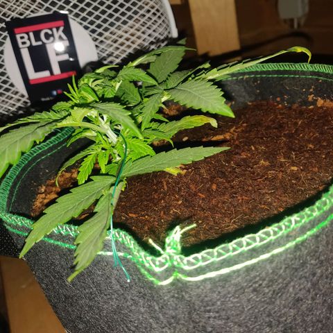 rihno Ryder auto #2 growlog timeline photo