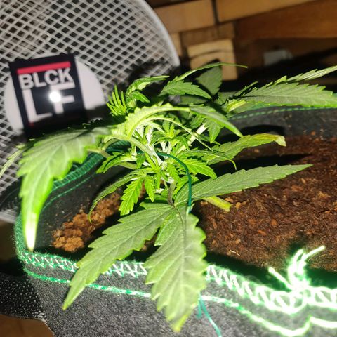 rihno Ryder auto #2 growlog timeline photo