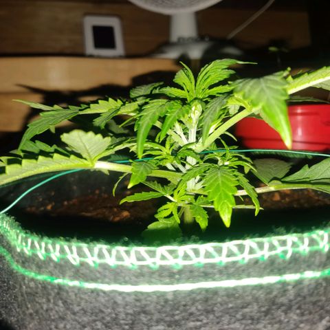 rihno Ryder auto #2 growlog timeline photo