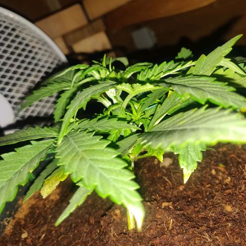 rihno Ryder auto #2 growlog timeline photo