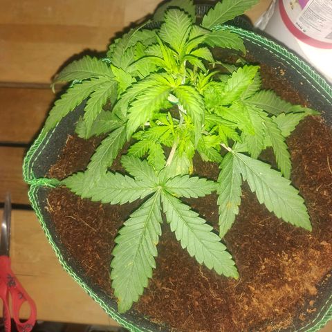rihno Ryder auto #2 growlog timeline photo