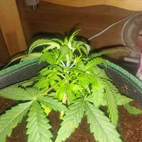 rihno Ryder auto #2 growlog timeline photo