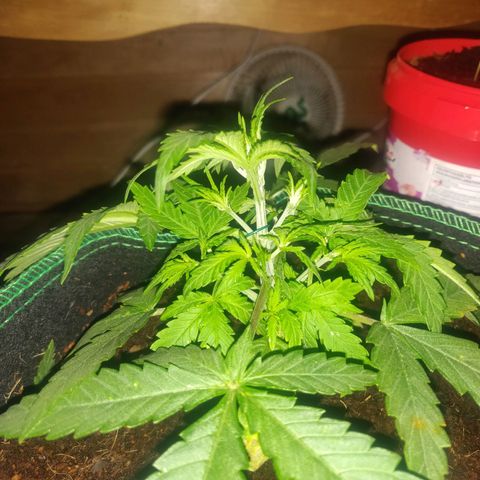 rihno Ryder auto #2 growlog timeline photo