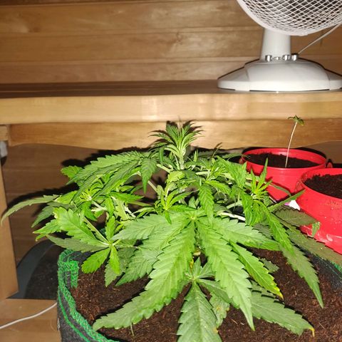 rihno Ryder auto #2 growlog timeline photo