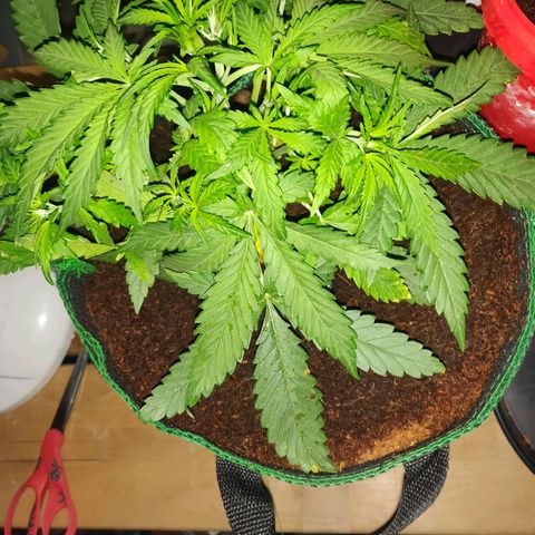 rihno Ryder auto #2 growlog timeline photo