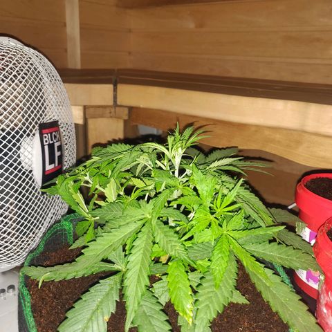 rihno Ryder auto #2 growlog timeline photo