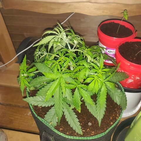 rihno Ryder auto #2 growlog timeline photo