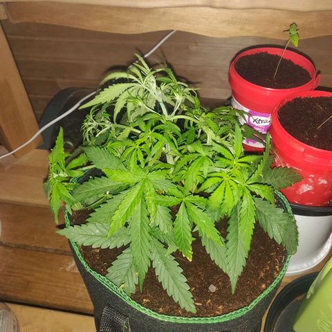 rihno Ryder auto #2 growlog timeline photo