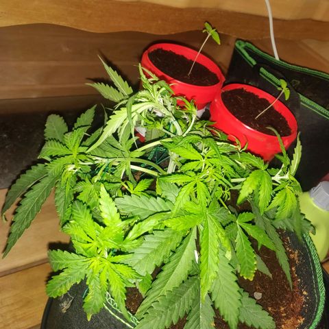 rihno Ryder auto #2 growlog timeline photo