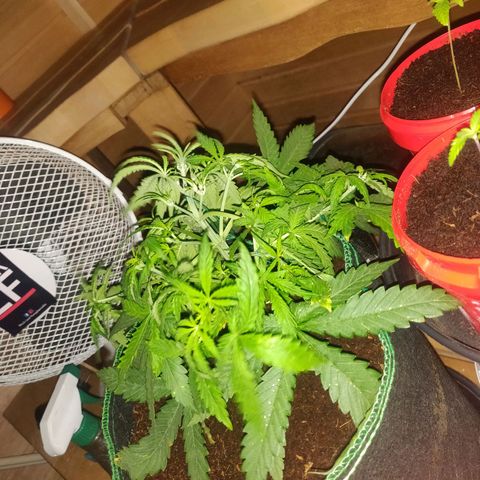 rihno Ryder auto #2 growlog timeline photo