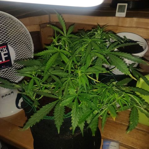 rihno Ryder auto #2 growlog timeline photo