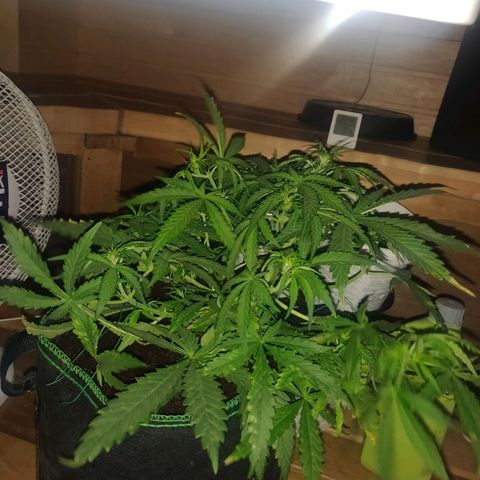 rihno Ryder auto #2 growlog timeline photo