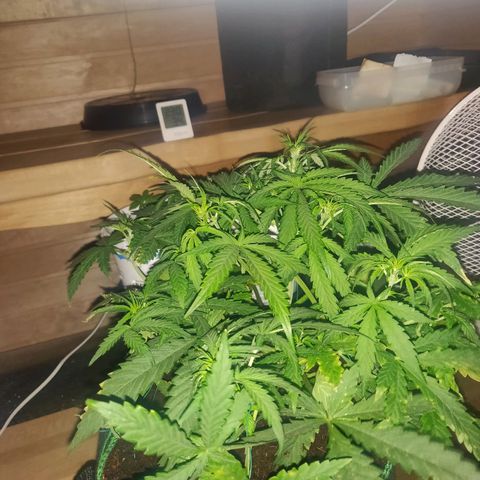 rihno Ryder auto #2 growlog timeline photo
