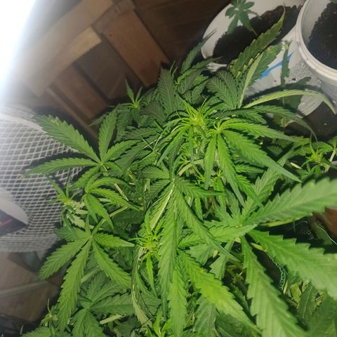rihno Ryder auto #2 growlog timeline photo