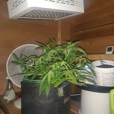 rihno Ryder auto #2 growlog timeline photo