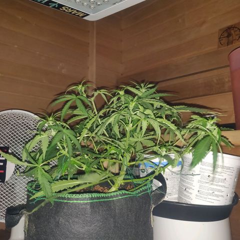 rihno Ryder auto #2 growlog timeline photo