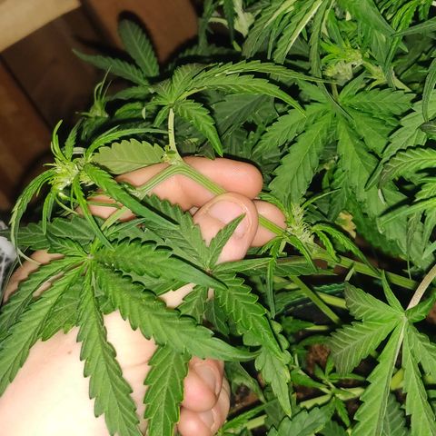 rihno Ryder auto #2 growlog timeline photo