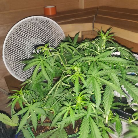 rihno Ryder auto #2 growlog timeline photo