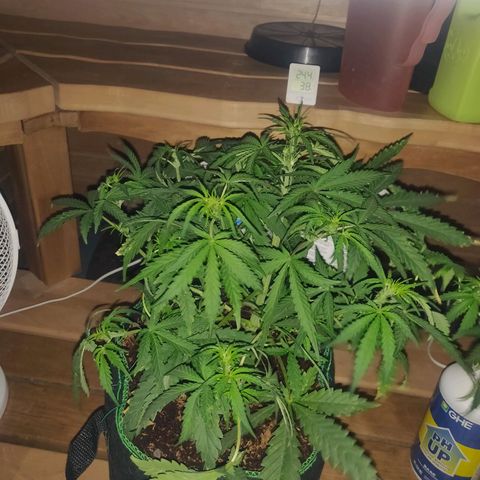rihno Ryder auto #2 growlog timeline photo