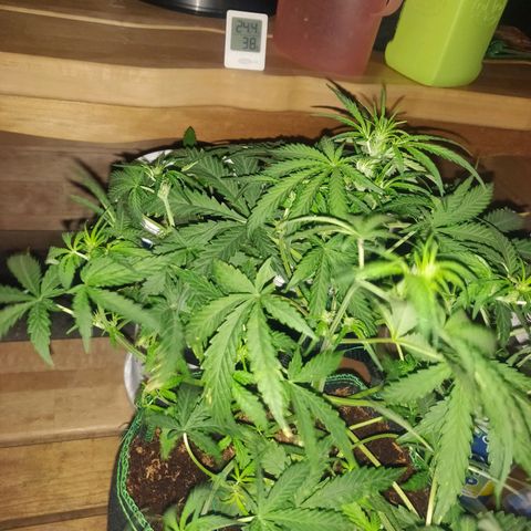 rihno Ryder auto #2 growlog timeline photo