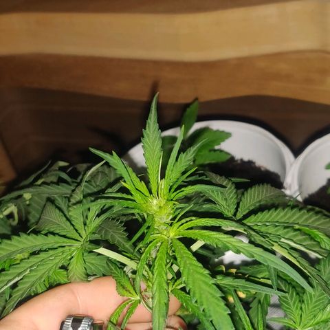 rihno Ryder auto #2 growlog timeline photo