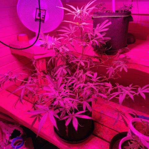 rihno Ryder auto #2 growlog timeline photo