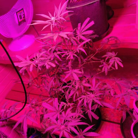rihno Ryder auto #2 growlog timeline photo