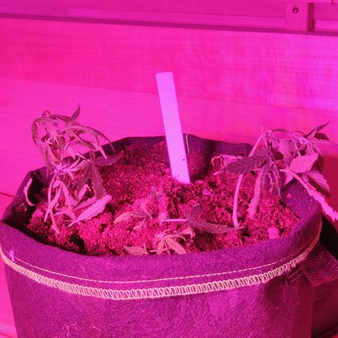 rihno Ryder auto #2 growlog timeline photo